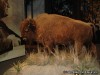 The Museum of Westward Expansion