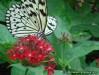 Butterfly House