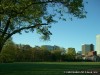 Clayton Missouri Skyline from Shaw Park