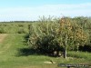 Apple Orchard at Eckerts