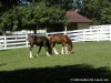 Clydesdale foals