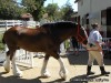 "Matt" the Clydesdale