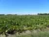 Horseradish field in Illinois