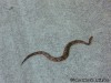 Another type of Katy Trail Visitor! Copperhead!