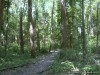 Louis H. Bangert Memorial Wildlife Area, located on Bangert Island off of the Katy Trail