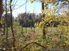 "Swampy" area viewed from the trail