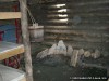 Sleeping quarters at Camp River Dubois