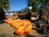Rombach Farms