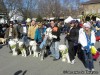 Barkus Parade in Soulard