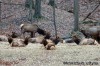 Elk in Lone Elk County Park