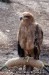 Eagle at the World Bird Sanctuary