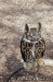 Owl at the World Bird Sanctuary