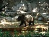 Bears at the St Louis Zoo