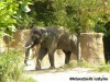 The Elephants at the St Louis Zoo