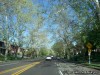 A beautiful tree lined street of University City