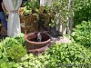 Webster Groves Secret Garden Tour