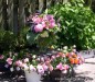 Webster Groves Secret Garden Tour