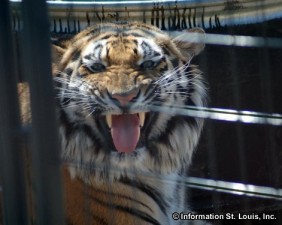 Crown Ridge Tiger Sanctuary
