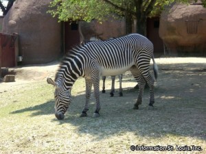 St Louis Zoo