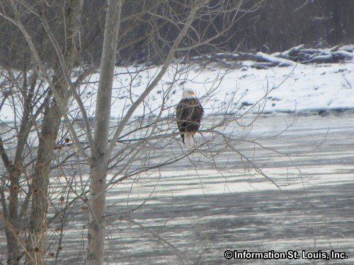 Eagle Watching in Alton