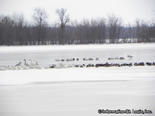 Trumpeter Swans at Riverlands Trumpeter Swans at Riverlands