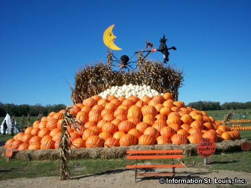 Pumpkins at Rombach Farms Pumpkins at Rombach Farms