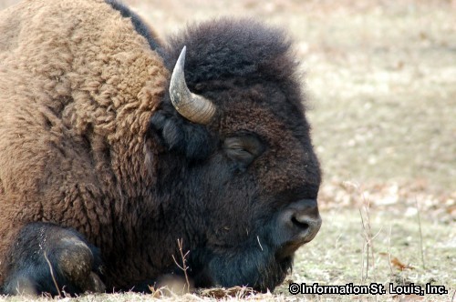 Lone Elk Park Bison